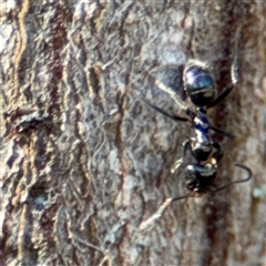 Anonychomyrma sp. (genus) (Black Cocktail Ant) at Surf Beach, NSW - 1 Oct 2024 by Hejor1