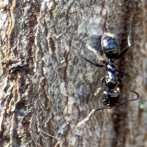 Anonychomyrma sp. (genus) at Surf Beach, NSW - 1 Oct 2024