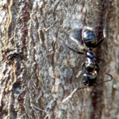 Anonychomyrma sp. (genus) (Black Cocktail Ant) at Surf Beach, NSW - 1 Oct 2024 by Hejor1