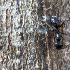 Anonychomyrma sp. (genus) at Surf Beach, NSW - 1 Oct 2024