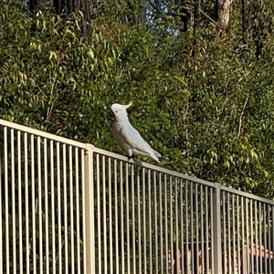 Cacatua galerita at Surf Beach, NSW - 1 Oct 2024