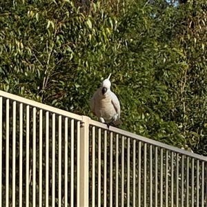 Cacatua galerita at Surf Beach, NSW - 1 Oct 2024 07:26 AM