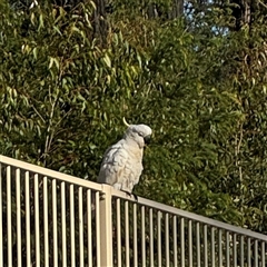 Cacatua galerita at Surf Beach, NSW - 1 Oct 2024