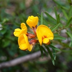 Unidentified Pea at Robertson, NSW - 25 Sep 2024 by RobG1