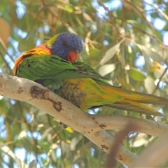 Trichoglossus moluccanus (Rainbow Lorikeet) at Conder, ACT - 3 Mar 2024 by MichaelBedingfield