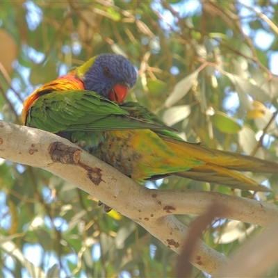 Trichoglossus moluccanus (Rainbow Lorikeet) at Conder, ACT - 3 Mar 2024 by MichaelBedingfield