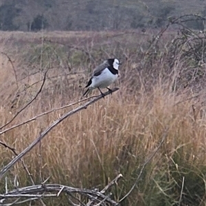 Epthianura albifrons at Molonglo, ACT - 1 Oct 2024