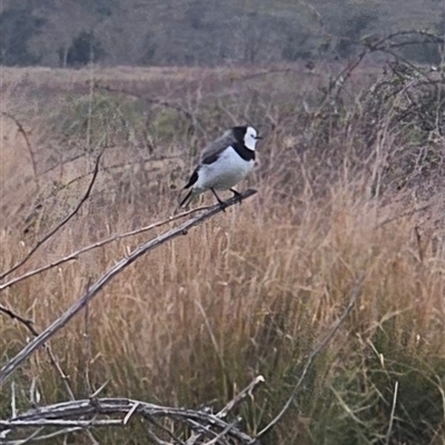 Epthianura albifrons (White-fronted Chat) at Molonglo, ACT - 30 Sep 2024 by Wolfdogg