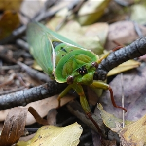 Cyclochila australasiae at Robertson, NSW - 25 Sep 2024