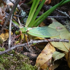 Cyclochila australasiae at Robertson, NSW - 25 Sep 2024