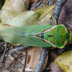 Cyclochila australasiae at Robertson, NSW - 25 Sep 2024