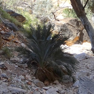 Macrozamia macdonnellii at Hugh, NT - 25 Aug 2024