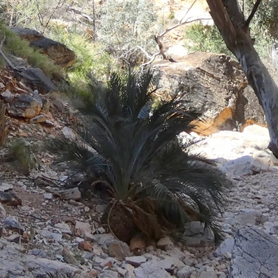 Macrozamia macdonnellii (MacDonnell Ranges Cycad) at Hugh, NT - 25 Aug 2024 by Paul4K