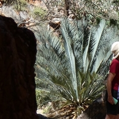 Macrozamia macdonnellii at Hugh, NT - 25 Aug 2024