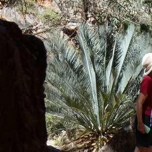 Macrozamia macdonnellii at Hugh, NT - 25 Aug 2024