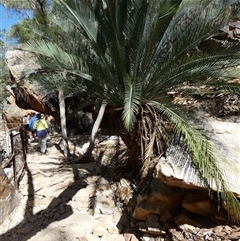 Macrozamia macdonnellii at Hugh, NT - 25 Aug 2024 12:20 PM