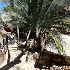 Macrozamia macdonnellii at Hugh, NT - 25 Aug 2024