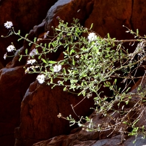 Brachyscome ciliaris var. ciliaris at Hugh, NT - 25 Aug 2024