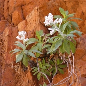 Cremnothamnus thomsonii at Hugh, NT - 25 Aug 2024 12:18 PM