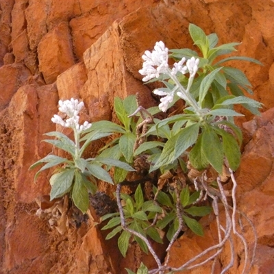 Cremnothamnus thomsonii (Edelweiss Everlasting) at Hugh, NT - 25 Aug 2024 by Paul4K