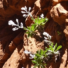 Cremnothamnus thomsonii at Hugh, NT - 25 Aug 2024 12:18 PM