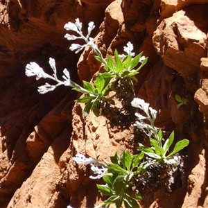 Cremnothamnus thomsonii at Hugh, NT - 25 Aug 2024 12:18 PM