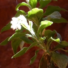 Cremnothamnus thomsonii at Hugh, NT - 25 Aug 2024 12:18 PM
