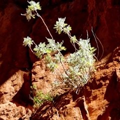 Cremnothamnus thomsonii at Hugh, NT - 25 Aug 2024 12:18 PM