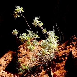 Cremnothamnus thomsonii at Hugh, NT - 25 Aug 2024 12:18 PM