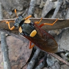 Perga sp. (genus) (Sawfly or Spitfire) at Charleys Forest, NSW - 21 Jan 2022 by arjay