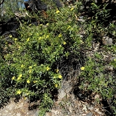 Unverified Other Shrub at Hugh, NT - 25 Aug 2024 by Paul4K
