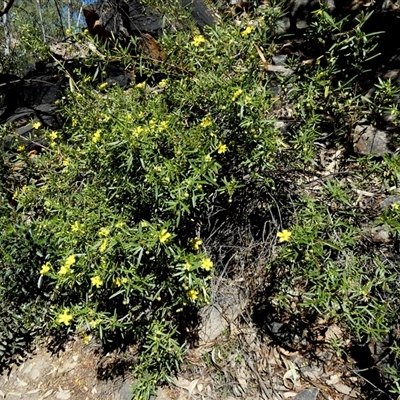 Unverified Other Shrub at Hugh, NT - 25 Aug 2024 by Paul4K