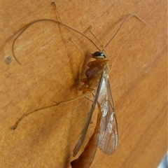 Ichneumonidae (family) (Unidentified ichneumon wasp) at Charleys Forest, NSW - 8 Jan 2022 by arjay