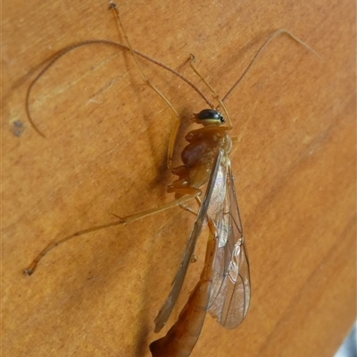 Ichneumonidae (family) (Unidentified ichneumon wasp) at Charleys Forest, NSW - 8 Jan 2022 by arjay