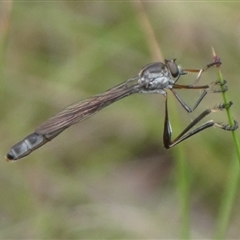 Leptogaster sp. (genus) (Robber fly) at Charleys Forest, NSW - 4 Dec 2021 by arjay