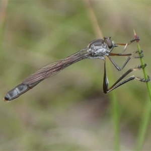 Leptogaster sp. (genus) at Charleys Forest, NSW - suppressed