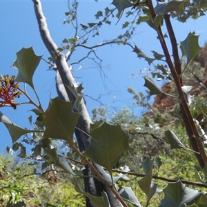 Grevillea wickhamii at Hugh, NT - 25 Aug 2024