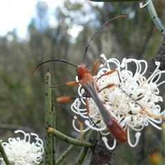 Macrones besti (Longhorn beetle) at Charleys Forest, NSW - 2 Dec 2021 by arjay