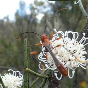 Macrones besti at Charleys Forest, NSW - 2 Dec 2021