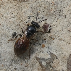 Unidentified Insect at Charleys Forest, NSW - 7 Nov 2021 by arjay