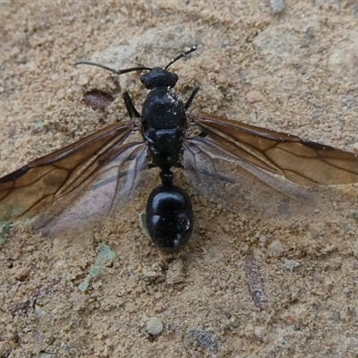 Formicidae (family) (Unidentified ant) at Charleys Forest, NSW - 27 Apr 2021 by arjay