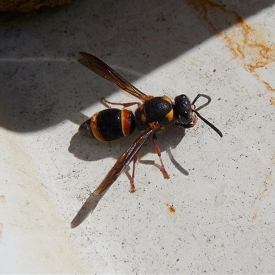 Paralastor sp. (genus) (Potter Wasp) at Charleys Forest, NSW - 12 Apr 2009 by arjay