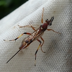 Unidentified Wasp (Hymenoptera, Apocrita) at Charleys Forest, NSW - 22 Mar 2021 by arjay