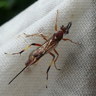 Unidentified Wasp (Hymenoptera, Apocrita) at Charleys Forest, NSW - 22 Mar 2021 by arjay