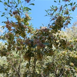 Dodonaea viscosa subsp. mucronata at Hugh, NT - 25 Aug 2024