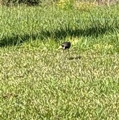 Vanellus miles (Masked Lapwing) at Lorne, NSW - 30 Sep 2024 by Butlinz