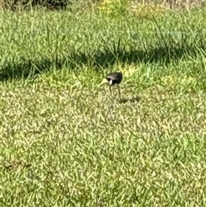 Vanellus miles (Masked Lapwing) at Lorne, NSW by Butlinz