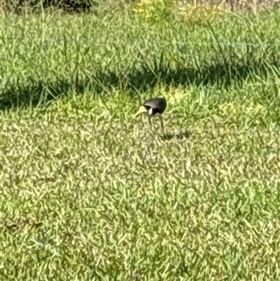 Vanellus miles (Masked Lapwing) at Lorne, NSW - 1 Oct 2024 by Butlinz