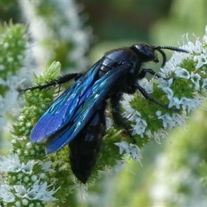 Austroscolia soror at Charleys Forest, NSW - suppressed