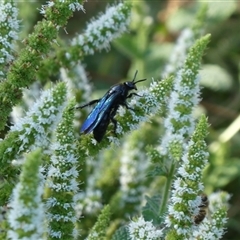 Austroscolia soror at Charleys Forest, NSW - suppressed